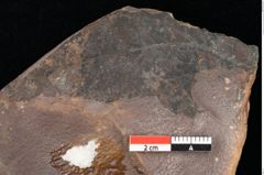 Foto (Detailsansicht) von Quercus palaeoilex Ettingshausen (NHMW-GEO-2024-0188-0775)